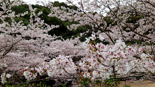 鹿尾川公園の桜まつり (7).JPG